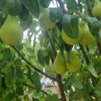معاوضه زمین با ماشین|فروش زمین و ملک کلنگی|اصفهان, کارلادان|دیوار