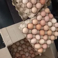 تخم مرغ محلی گلپایگان|خوردنی و آشامیدنی|مشهد, حجاب (شهرک غرب)|دیوار