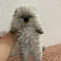 این کوچولوی ملوس در انتظار شماست/فروش گربه خانگی|گربه|اهواز, کیانپارس |دیوار