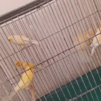 قناری پرتقالی نر مست و بخون|پرنده|اصفهان, قلعه طبره|دیوار