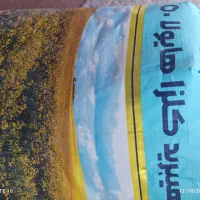 بذر کلزا هایولا50