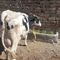 گاو هلشتان درج یک شیر ۲۵ کیلو گوساله سیمتال اصل|حیوانات مزرعه|بزینه رود, |دیوار