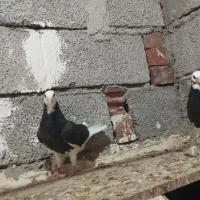 کفتر طوقی شازده سرور