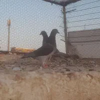 پولک چاپی|پرنده|فردوس (خراسان), |دیوار