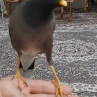 مرغ مینا گمشده|حیوانات|امیدیه, |دیوار