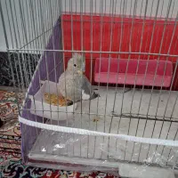 عروس هلندی با تمامی وسایل