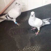 یک جفت شامی