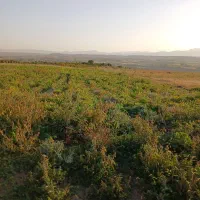 فروش باغ ۱۵۰۰ متری و ۱۰۰۰۰متری|فروش دفتر صنعتی، کشاورزی، تجاری|زنجان, |دیوار