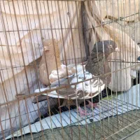 کبوتر|پرنده|شیراز, شهرک مهدیه|دیوار