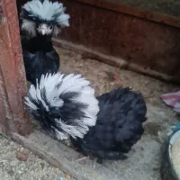 مرغ مینا و مرغ کاکولی|پرنده|یزد, |دیوار