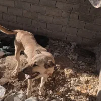 سگ سرابی|سگ|میاندوآب, |دیوار