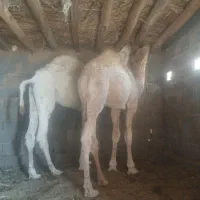 دو عدد بلبون جنس عرب