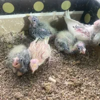 فروش جوجه. سرلاکی