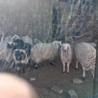 بره نر|حیوانات مزرعه|درمیان, |دیوار