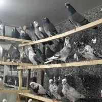 کبوتریکجایی