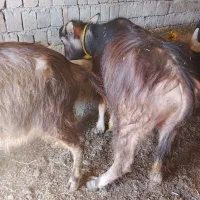 فروش دوعددبالغ درجه یک ماده