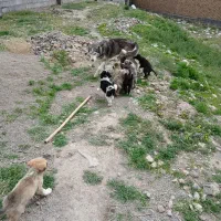 سگ هاسکی همراه با توله