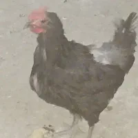 مرغ و خروس