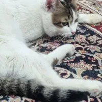 گربه واگذاری|گربه|زاهدان, |دیوار