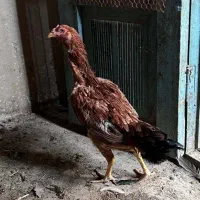 تعداد 10 عدد مرغ لاری و لاری رسمی بصورت تک و یکجا|حیوانات مزرعه|تهران, جوادیه|دیوار