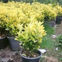 خدمات باغبانی باغچه کاری هرسکاری تعویض خاک گلدان|خدمات باغبانی و درختکاری|تهران, سعادت‌آباد|دیوار