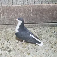 کفتر چادری سیاه ماده