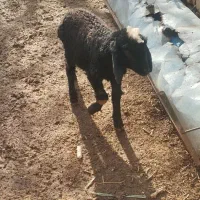 بره شیری ماده|حیوانات مزرعه|خرمدشت, |دیوار