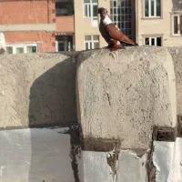 ککیلی الا بوغاز|پرنده|اردبیل, |دیوار