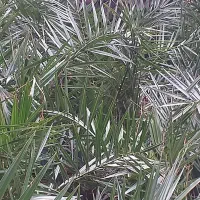 فروش انواع نهال و گل|خدمات باغبانی و درختکاری|نشتارود, |دیوار