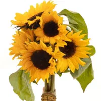 گل نرگس داودی عروس رز برگ آفتاب گردان قرنفل|گل و گیاه طبیعی|فردیس, فردیس|دیوار