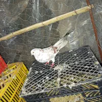 کبوتر طوقی اصل پاکستان|پرنده|چوبر, |دیوار