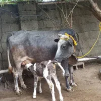 فروش گاو دورگ‌ بدون گوساله