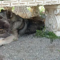 سگ سرابی