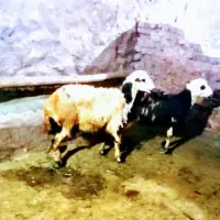 2راس بره قوچ پلنگی عتیقه قود مال درجه یک