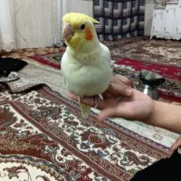 جوجه عروس هلندی