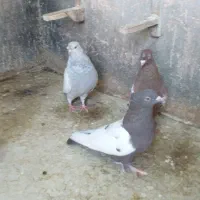 کبوتر سینه ای|پرنده|شیراز, منطقه هوایی شهید دوران|دیوار