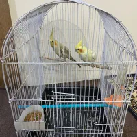 عروس هلندی ماده