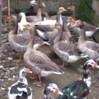 فروش غاز و اردک هلندی