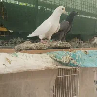 کبوتر اینگلیسی