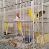 قناری رسمی بلند|پرنده|کرج, پیشاهنگی|دیوار