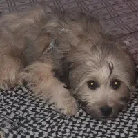 سگ شیتزو|سگ|قم, پردیسان|دیوار