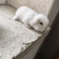 خرگوش لوپ اصیل|موش و خرگوش|زاهدان, |دیوار