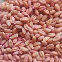 گندم بذری آبی پیشگام