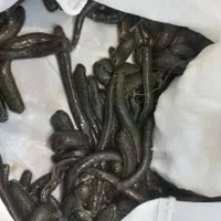 حجامت و زالو درمانی و طب سوزنی و بادکش|خدمات آرایشگری و زیبایی|ارومیه, |دیوار