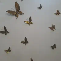 پروانه برنزی