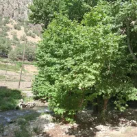 استخدام در گلخونه یا گل فروشی گل های آپارتمانی