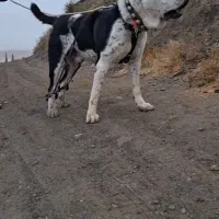 سگ الابای  برای کشش|سگ|مشهد, کوه سنگی|دیوار