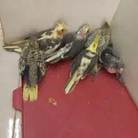 جوجه سرلاکی عروس هلندی