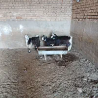 ۳تابزغاله یکی نر دوتا ماده دونه ای شش وهفتصد