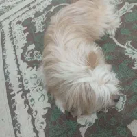 پاکوتاه یک ساله
